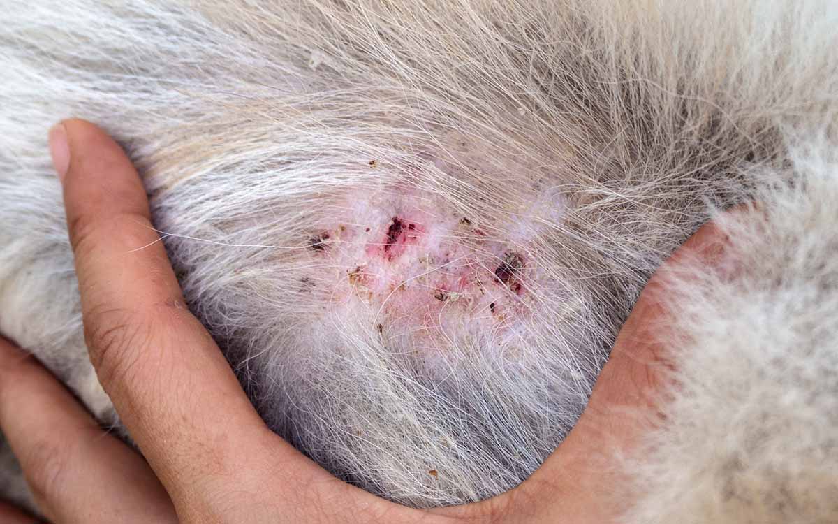 Do Ticks Leave Scabs on Dogs? - Comtriokini