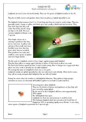 Preview of worksheet Ladybirds (2)