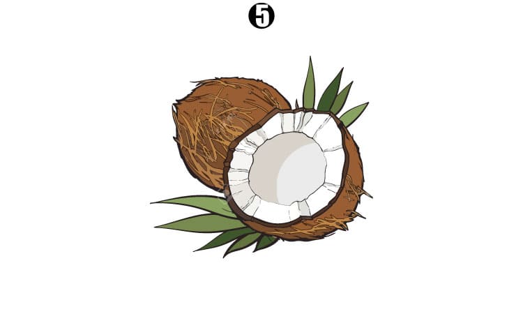 Coconut Drawing