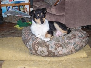 Finn curled up on a cushion.