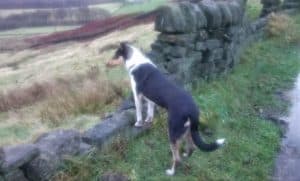 Rolf stands outside with his front paws on a stone wall