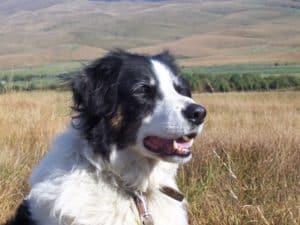 Head shot of a black and white Border Collie in a sunny field