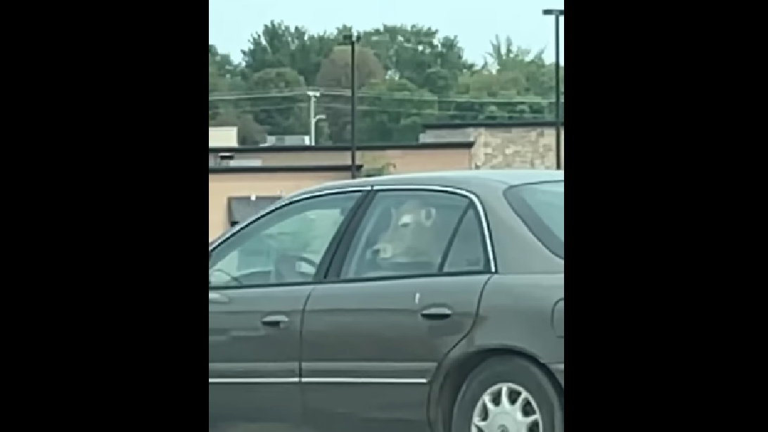 Cow Spotted In Back Seat Of Car At McDonald’s DriveThru