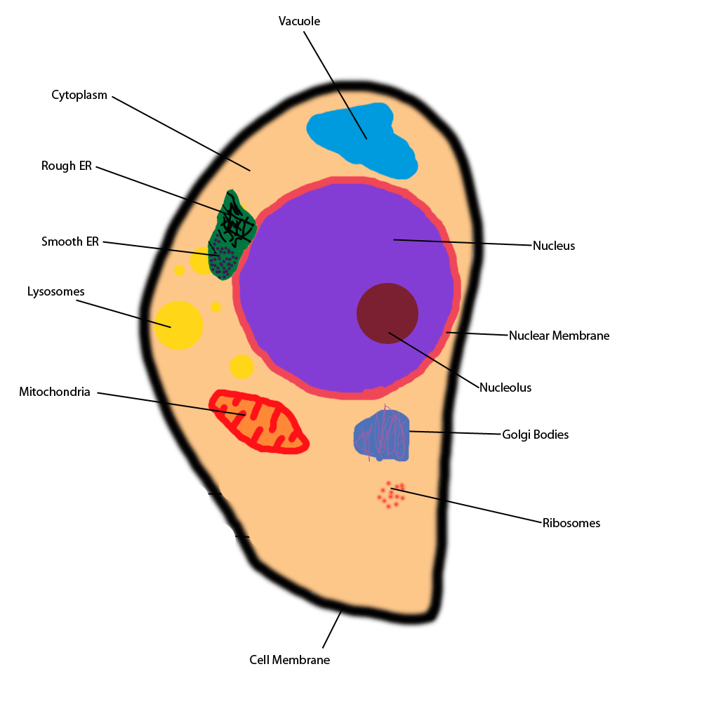 [DIAGRAM] Cell Diagram With Ribosomes - MYDIAGRAM.ONLINE