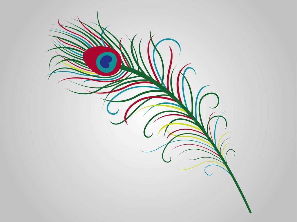 Peacock Feather Vector Art