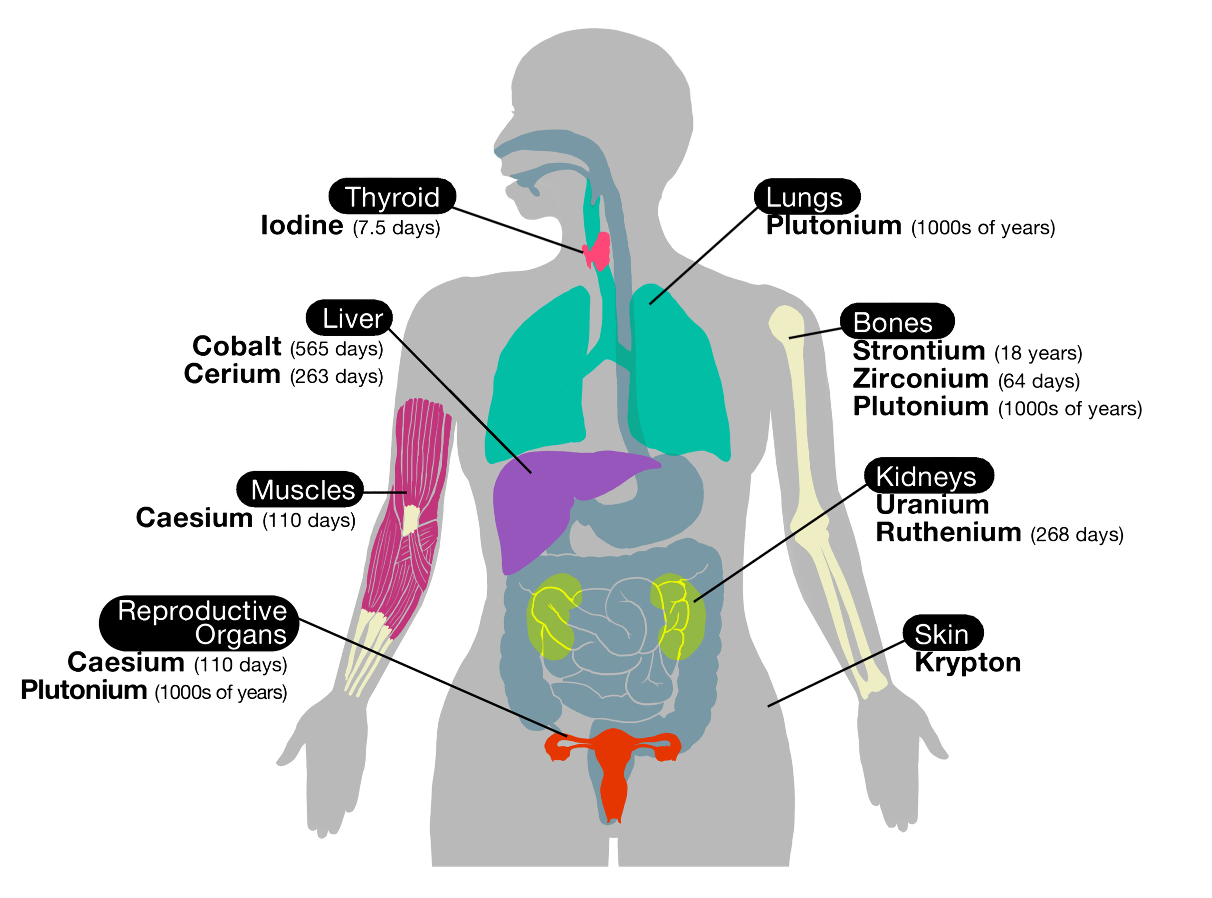 Diagram Of Inside Human Body