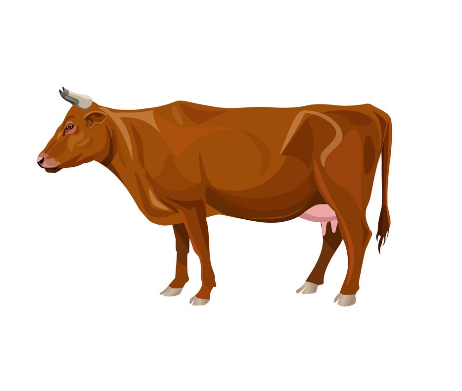 brown cow