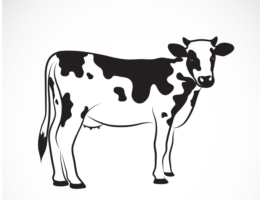 dairy cow