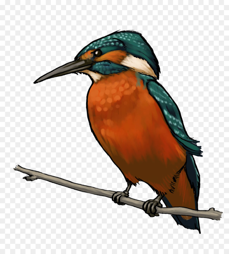 Bird Clipart png download.