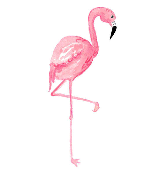 Watercolor Flamingo Clipart, Tropical, Bird, Illustration.