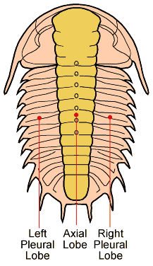 Major Trilobite Features.