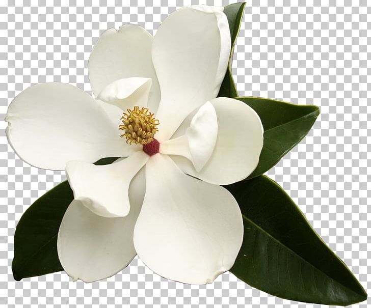 Southern Magnolia Virginia Sweetspire Flower Garden Club.