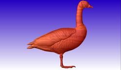 Canadian Goose Vector Relief Model 3D Clipart.