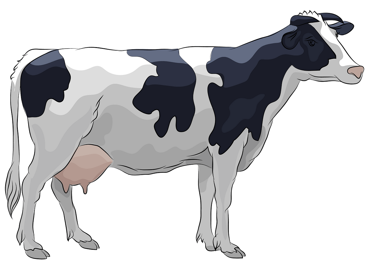 Holstein Cow clipart. Free download..