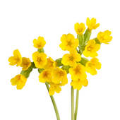 Stock Photo of Cowslip Flowers k12607082.