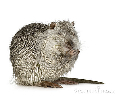 Coypu Or Nutria Stock Photos.