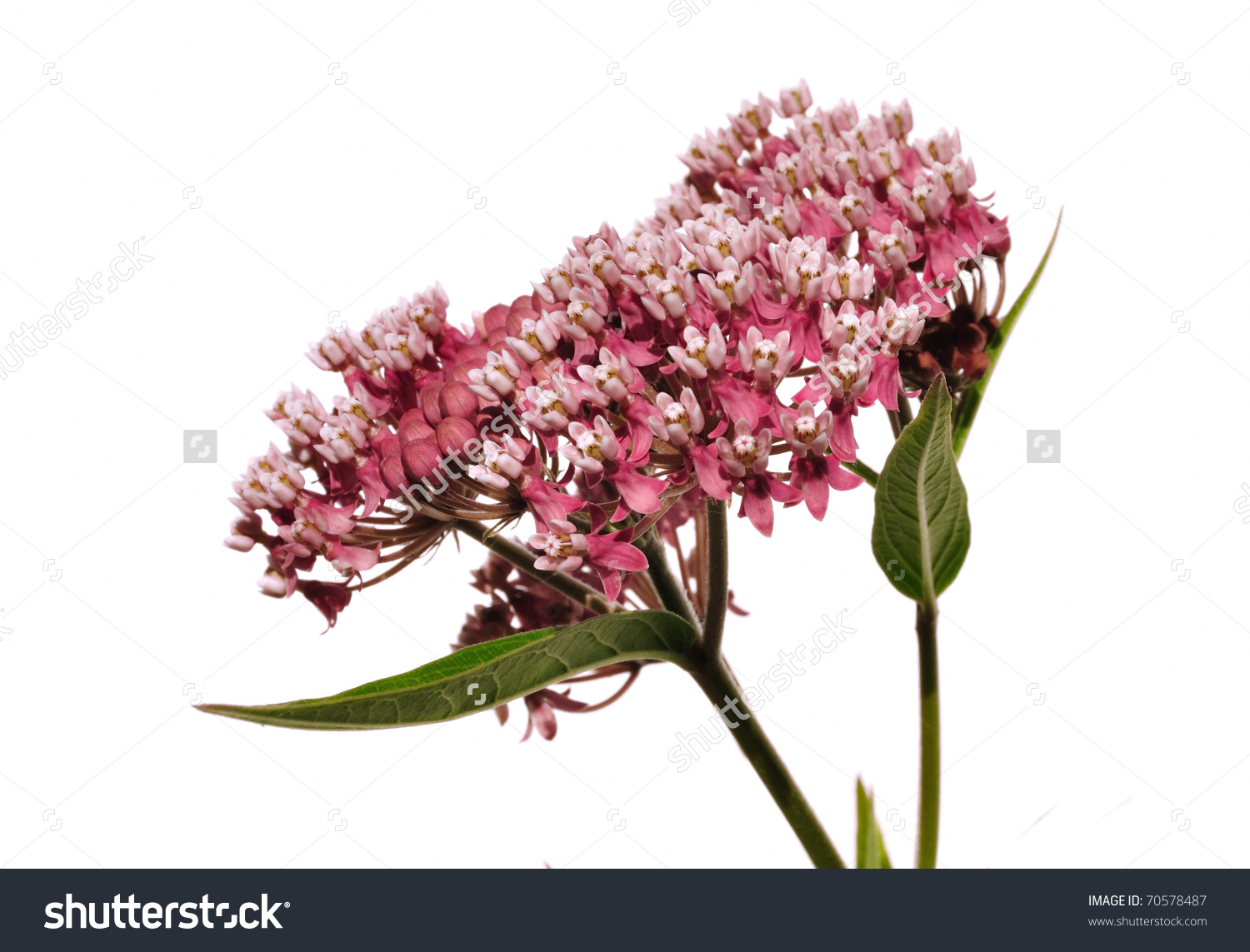 Swamp Milkweed Wildflower (Asclepias Incarnata) Isolated On White.