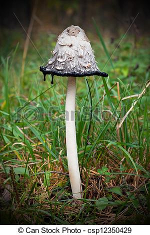 Stock Photo of Mushroom Coprinus comatus.