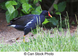 Stock Photo of Moorhen.