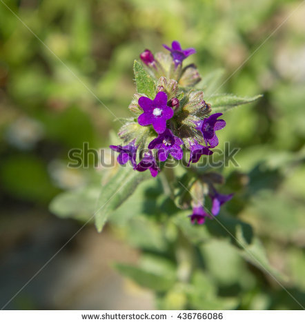 Common Bugloss Stock Photos, Royalty.