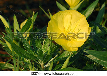 Stock Photo of Common Evening Primerose (Oenothera biennis.