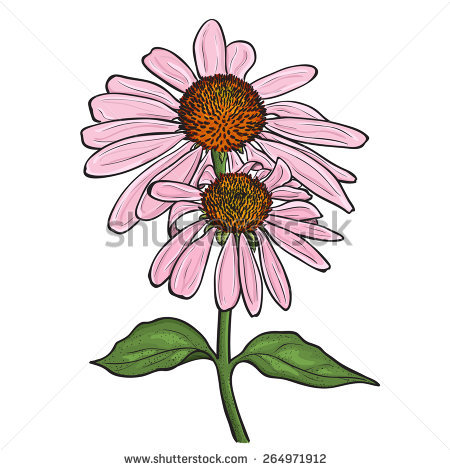 Purple Coneflower Stock Vectors, Images & Vector Art.