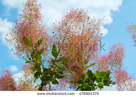 Cotinus Coggygria Stock Photos, Royalty.