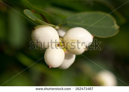 snowberry Bush" Stock Photos, Royalty.