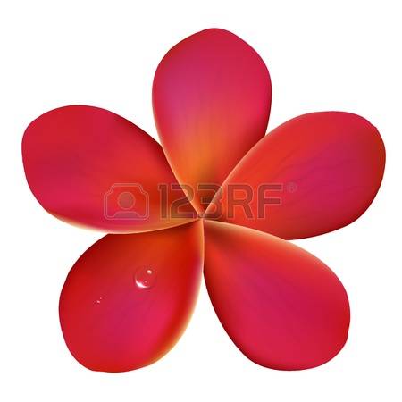 4,843 Frangipani Cliparts, Stock Vector And Royalty Free.