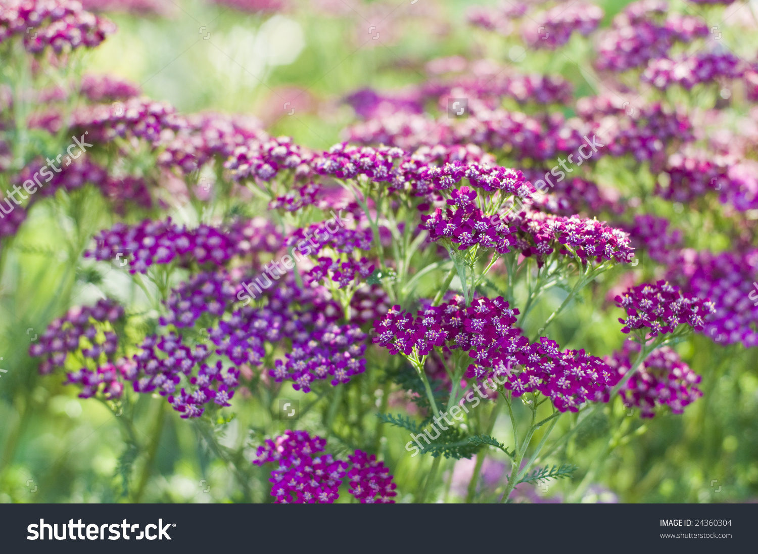 Purple Cultivar Common Yarrow Achillea Millefolium Stock Photo.