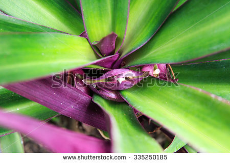 Spathacea Stock Photos, Royalty.