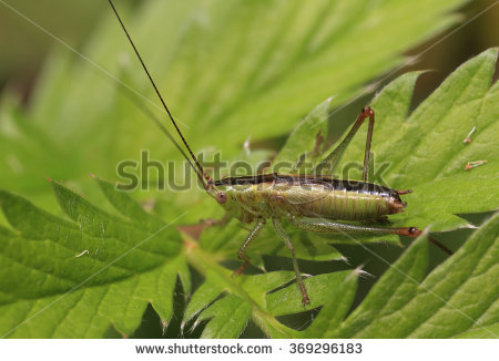 Conehead Stock Photos, Images, & Pictures.