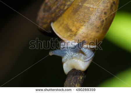 Pulmonata Stockfoto's, rechtenvrije afbeeldingen en vectoren.