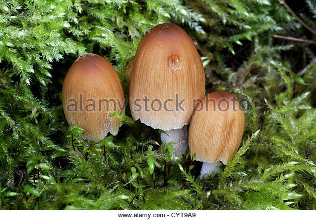 Coprinus Micaceus Stock Photos & Coprinus Micaceus Stock Images.