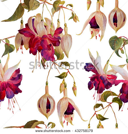 Fuchsia Stock Photos, Royalty.