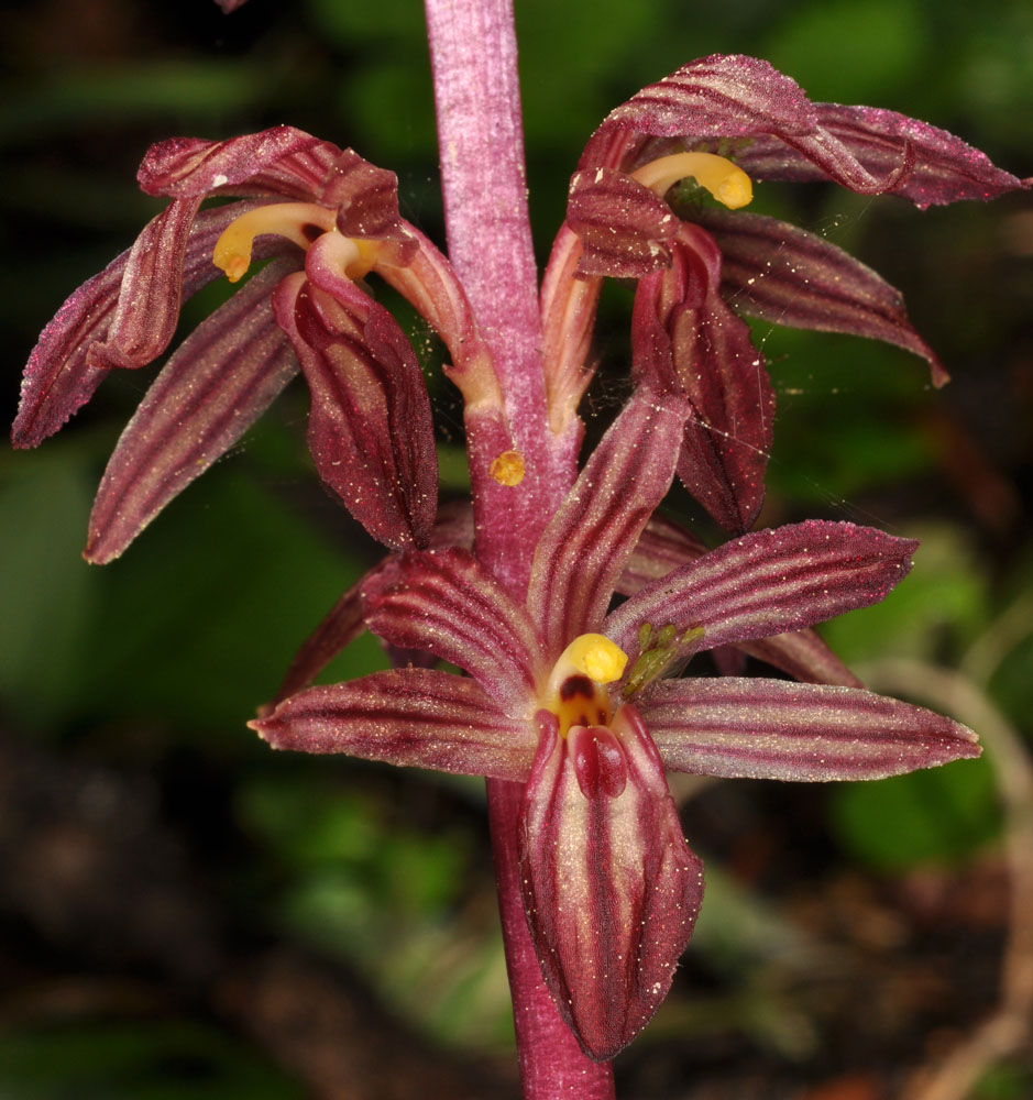 Corallorhiza striata.