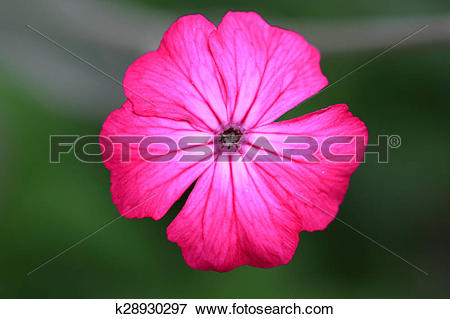 Picture of Silene coronaria k28930297.