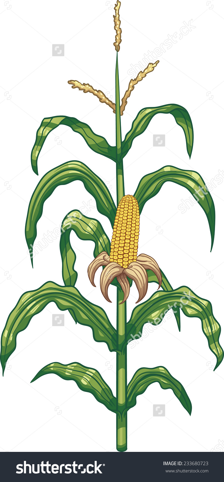 Cartoon Corn Plant Vector Clip Art Stock Vector 233680723.