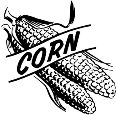 Whole corn free vector download (156 Free vector) for commercial.