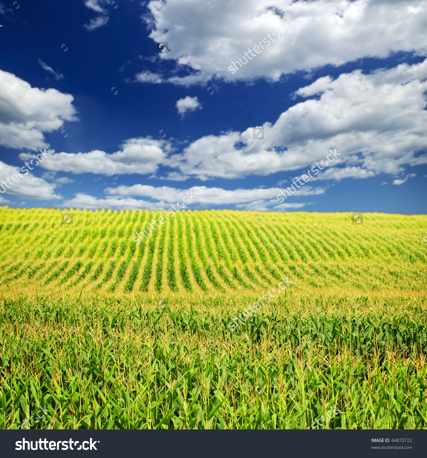 Agricultural Landscape Corn Field On Small Stock Photo 44873722.