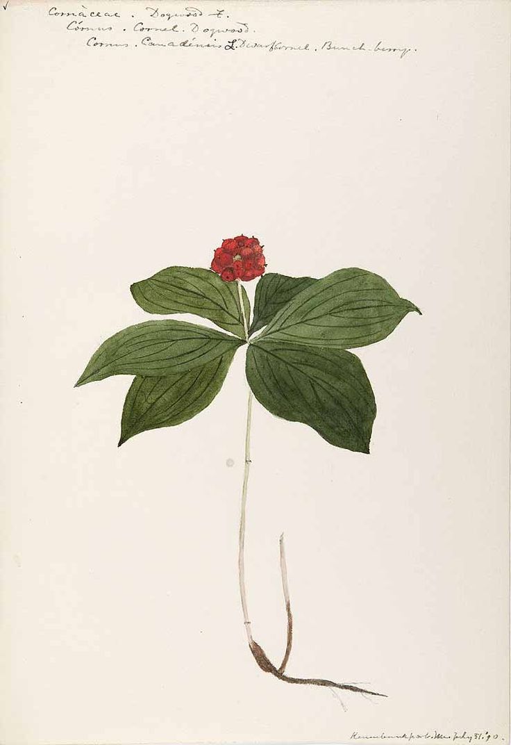 1000+ images about botanical illustration on Pinterest.