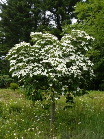 kousa chinese dogwood.