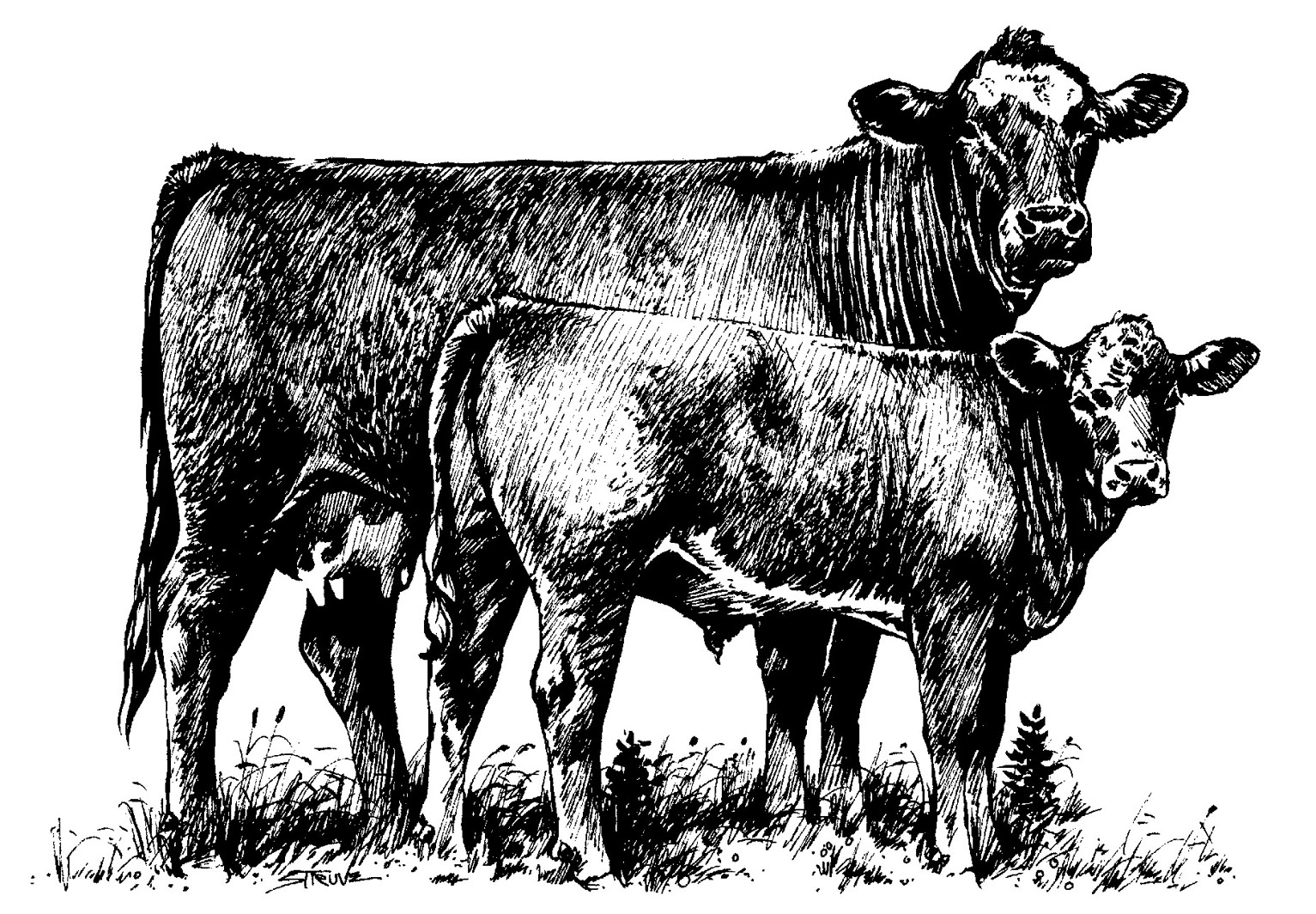 Cattle Clip Art.