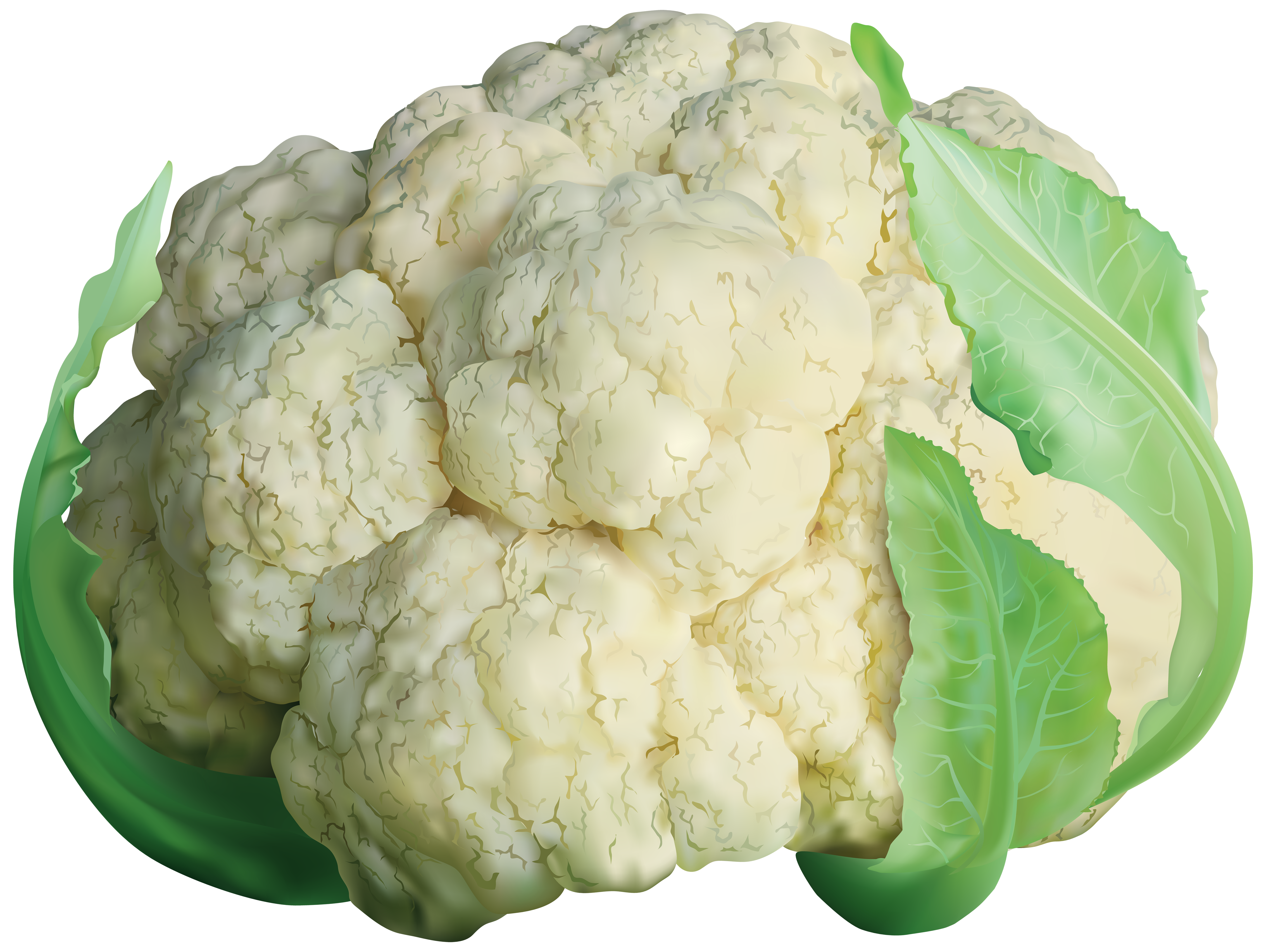 Cauliflower Transparent PNG Clip Art Image.