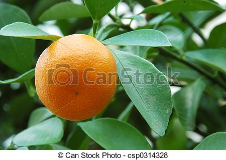 Pictures of Calamondin Citrus Oranges, native to China, (X.