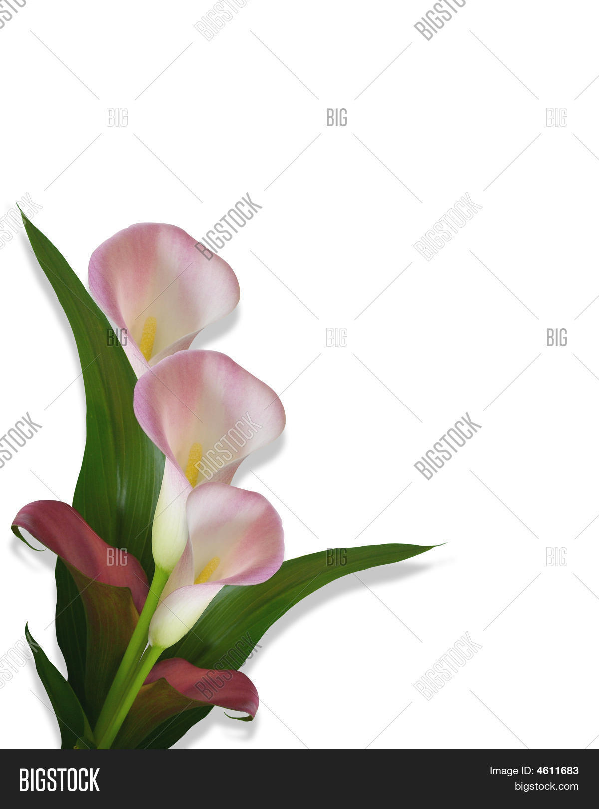 Calla Lilies Border Image & Photo (Free Trial).