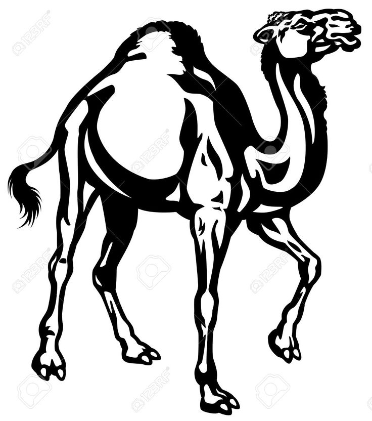 1000+ images about Camels ~ Camels ~ Camels on Pinterest.