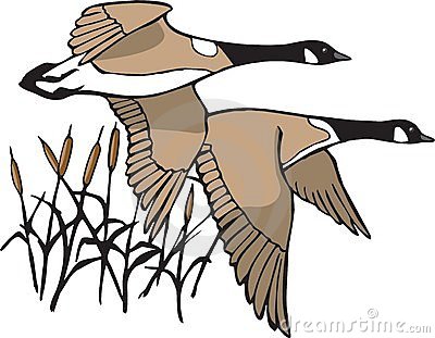 Geese clip art.