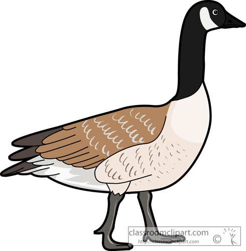 Canada geese clipart.