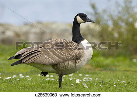 Stock Photography of Canada Goose (Branta canadensis) standing on.